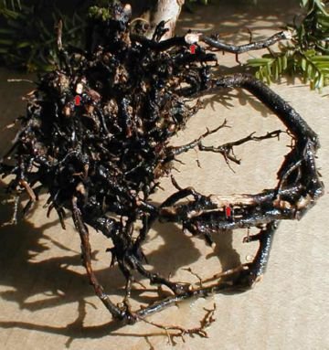 Хвороби та шкідники кімнатних рослин: особливості та методи боротьби