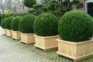 Кулясті туї — справжня прикраса садового ландшафту: опис сортів та особливості вирощування