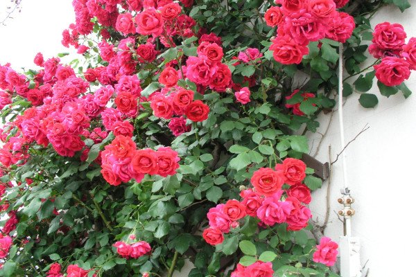 Розмноження плетистих троянд: ефективні методи отримання нових рослин і їх опис