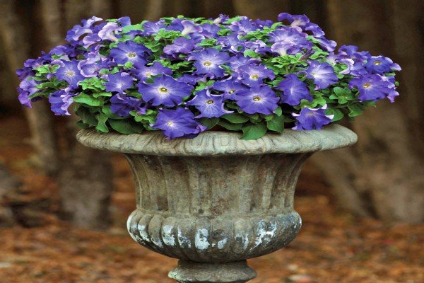 Петунії серії Софістика — рясноквітучі рослини унікальною забарвлення з запашним ароматом