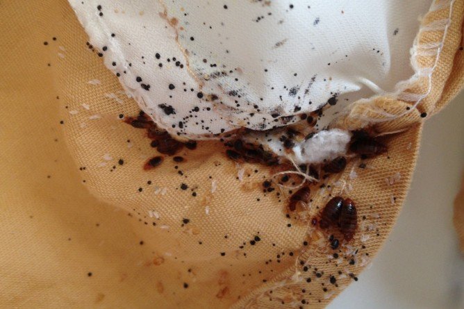 Звідки беруться постільні клопи і як розмножуються