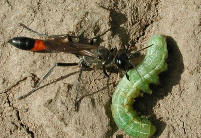 Боротьба з медведкою народними засобами: горох, нашатир і інші методи