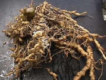 Небезпечні шкідники огірків в теплиці і у відкритому грунті і ефективні методи боротьби з ними