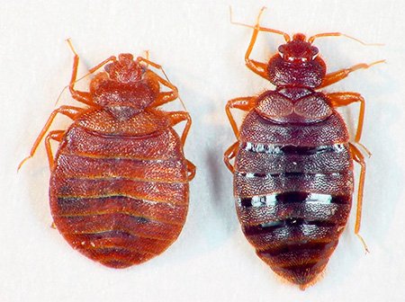 Постільні клопи – зовнішній вигляд і особливості життєдіяльності