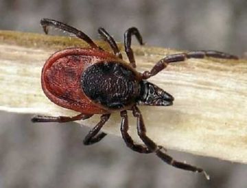 Шкідники саду: опис комах, ефективні препарати