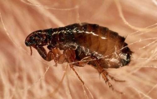 Блохи у кішок і методи позбавлення від них