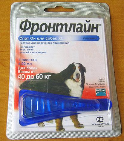 Як вивести бліх з квартири швидко і ефективно?