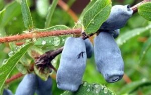 Які сорти жимолості підходять для Ленінградської області: докладний опис видів