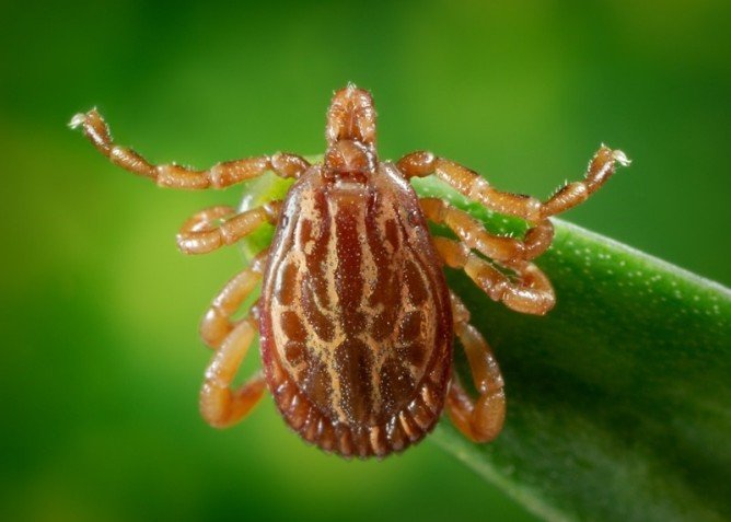 Знищення кліщів на ділянці: методи боротьби