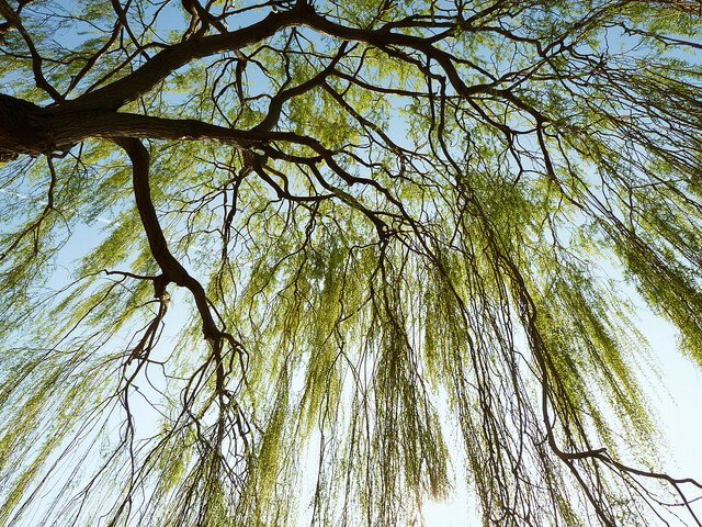 Як знайти воду для свердловини на ділянці