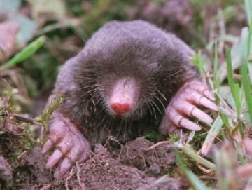 Пяденица соснова   як вберегти хвою від шкідливих гусениць