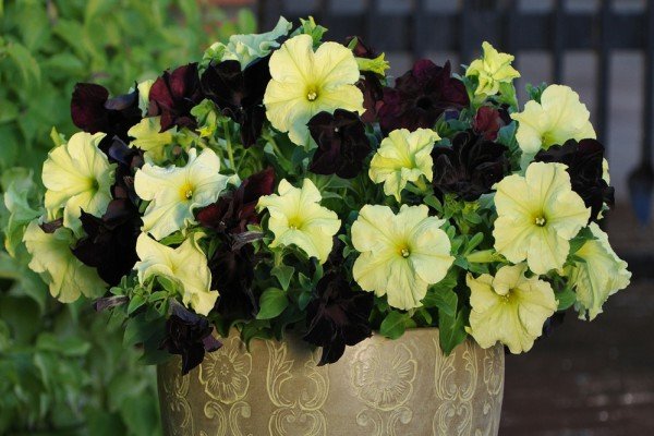 Петунії серії Софістика — рясноквітучі рослини унікальною забарвлення з запашним ароматом