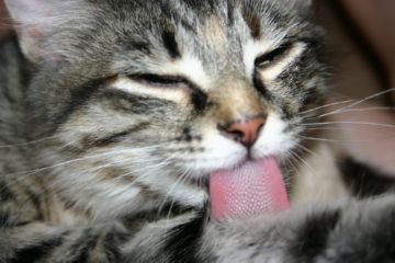 Коростяні кліщі у тварин: симптоми, лікування та профілактика