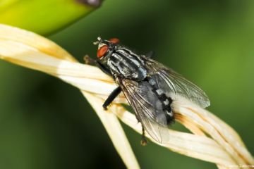 Любитель трупів — сіра мясна муха