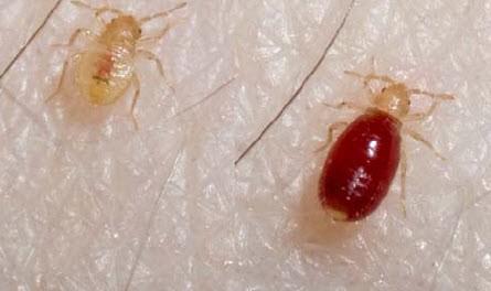 Білизняні клопи: фото комах і способи їх знищення