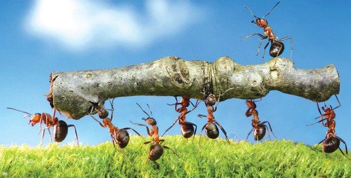 До чого сняться мурахи: розкриваємо сонники