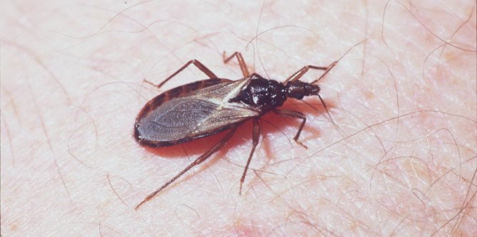 Які хвороби переносять клопи і чим вони небезпечні для людини