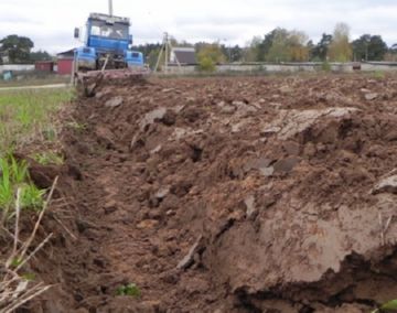 Довгоносик клубеньковый: опис, шкоди, заходи боротьби