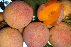 Китайська зливу: опис сортів та секрети фахівців по догляду