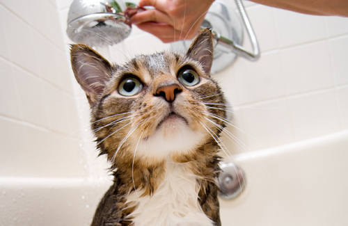 Як вивести бліх з квартири швидко і ефективно?