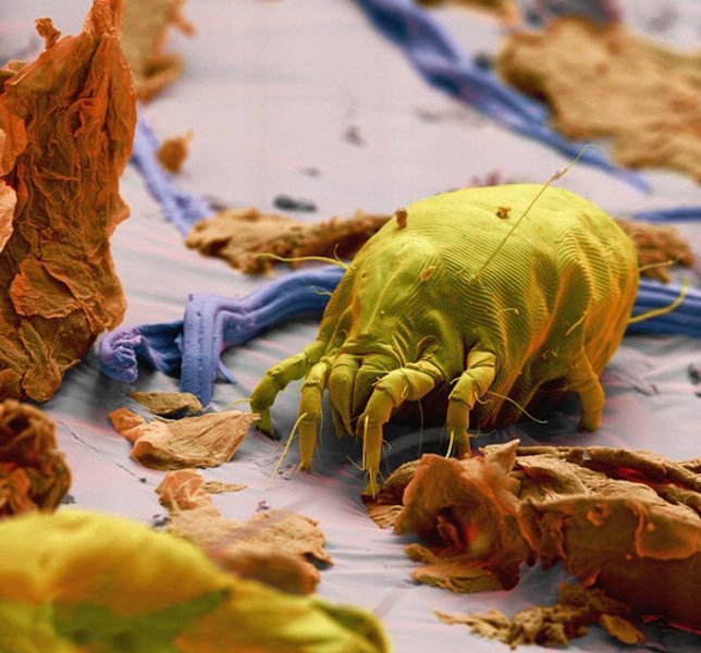 Борошняний кліщ, шкоди від нього та способи знищення