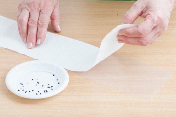 Посів насіння петунії на туалетний папір в пляшці — простий і ефективний метод вирощування розсади