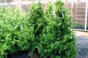 Туя Брабант: садимо найдинамічніший і високий чагарник на своїй ділянці