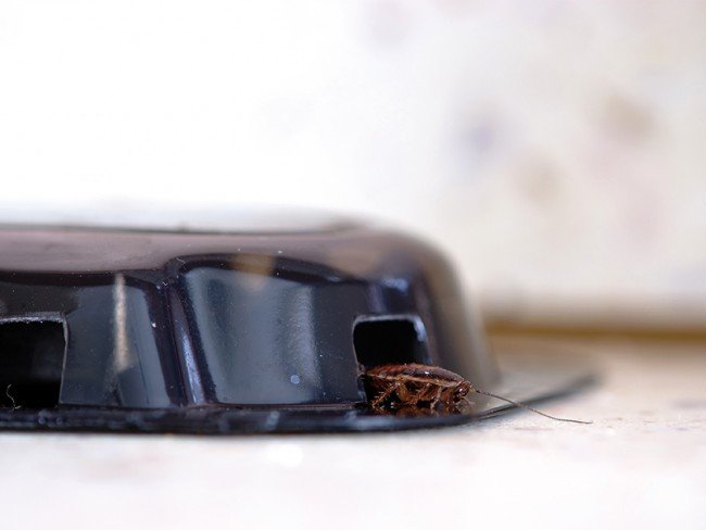 Пастки для тарганів — найефективніші пристосування