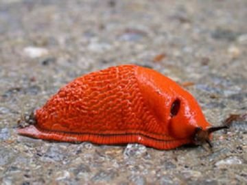 Шкідники городу   шкідливі комахи на городніх расениях