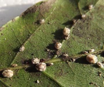 Шкідники хвойних дерев: найпоширеніші та небезпечні