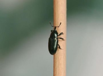 Шкідники капусти: опис, методи боротьби і способи захисту капусти