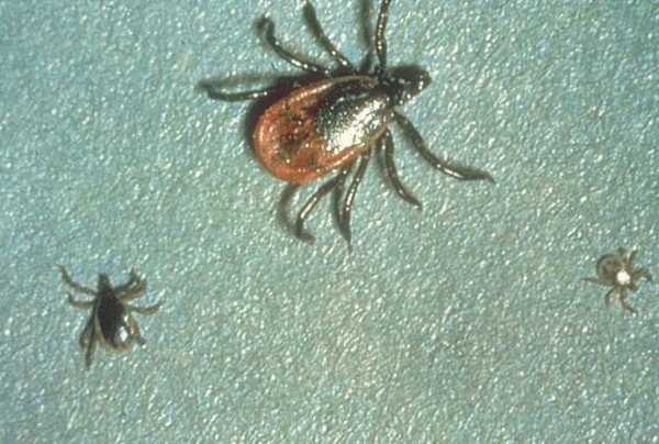 Профілактична обробка від кліщів собак і бджіл