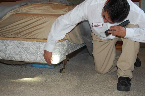 Постільні клопи: як позбутися в домашніх умовах від шкідливих комах