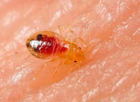 При якій температурі вмирають клопи і гинуть їхні яйця?