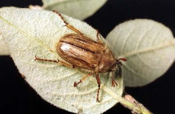 Оси тифии   чим корисні ці комахи