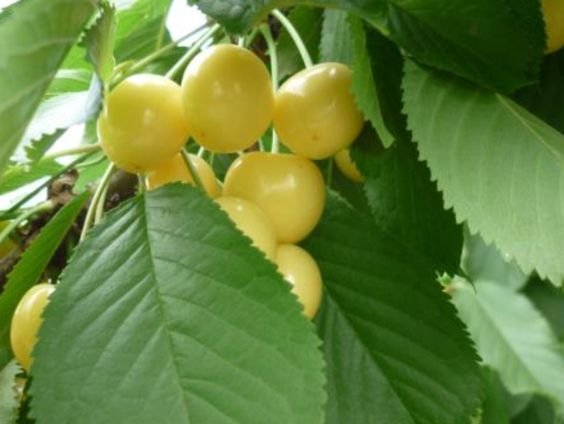 Сорти черешні, опис та фото