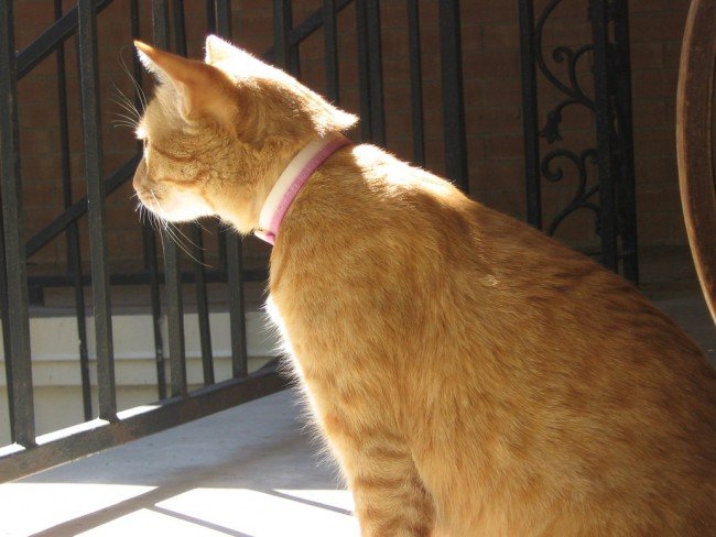 Котячі блохи — як вилікувати мурлыку і захистити себе?