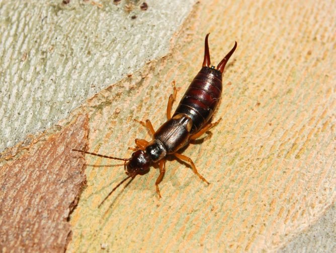 Як позбутися від двухвосток в приватному будинку: швидкі способи