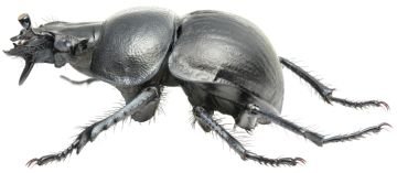 Біологія жука кравчика головача та методи боротьби з ним