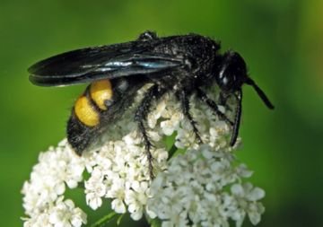 Сколії: паразитуючі оси