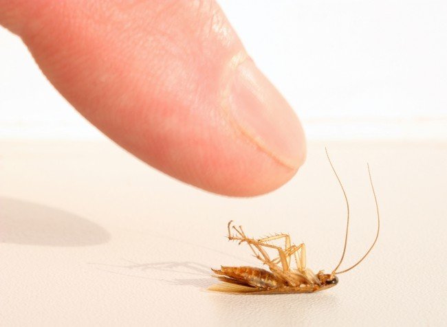 Яйця тарганів — Як виглядають і несуть небезпеку !?