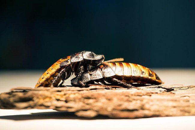 Мадагаскарський шиплячий тарган – екзотична іграшка , фото