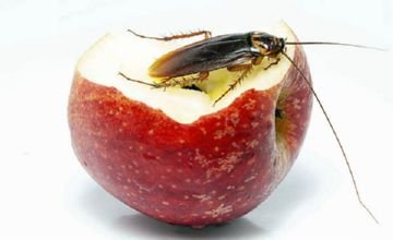 прусак на яблоке