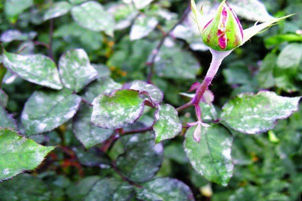 Плетисті троянди для Підмосковя: огляд кращих сортів з описом та рекомендаціями по догляду