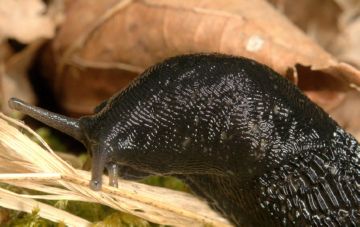 Слизняк – як позбавиться від зубастого шкідника культурних рослин