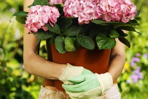 Гортензія дуболистная: варіанти посадки та поради садівників по догляду