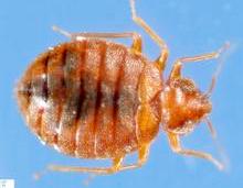 Домашні клопи: що це за комахи і як від них позбутися?