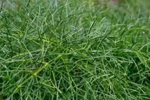 Туя Колумна: садимо ідеальний сорт для ландшафтних композицій