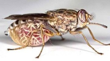 Увага   небезпека: найбільш отруйні комахи в світі