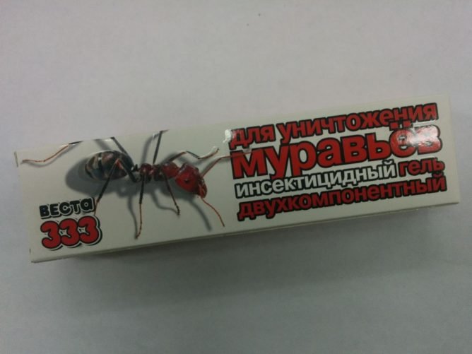 Руді мурахи в квартирі: як позбутися